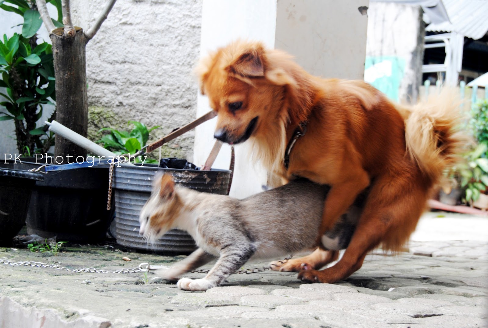 Foto Lucu Binatang Kawin Terlengkap Display Picture Unik