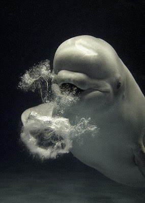 beluga