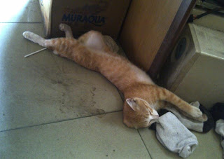 kucing di warnet