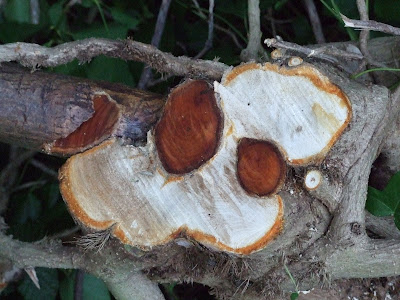 Cross section through hawthorn with ivy surrounding the branch