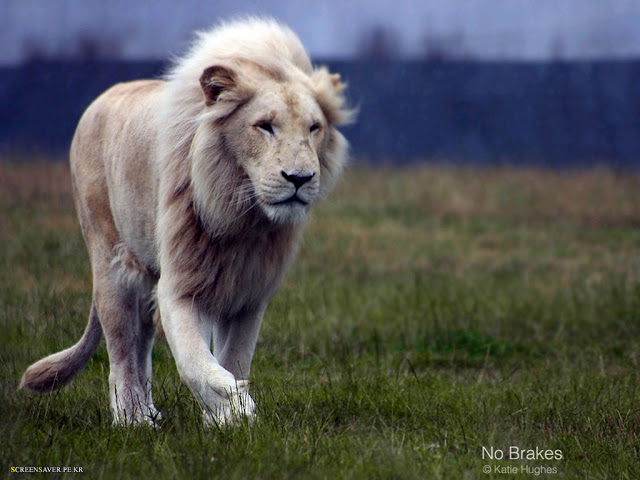White lion in walking