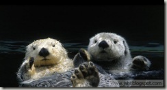 Otters_ROW966687006