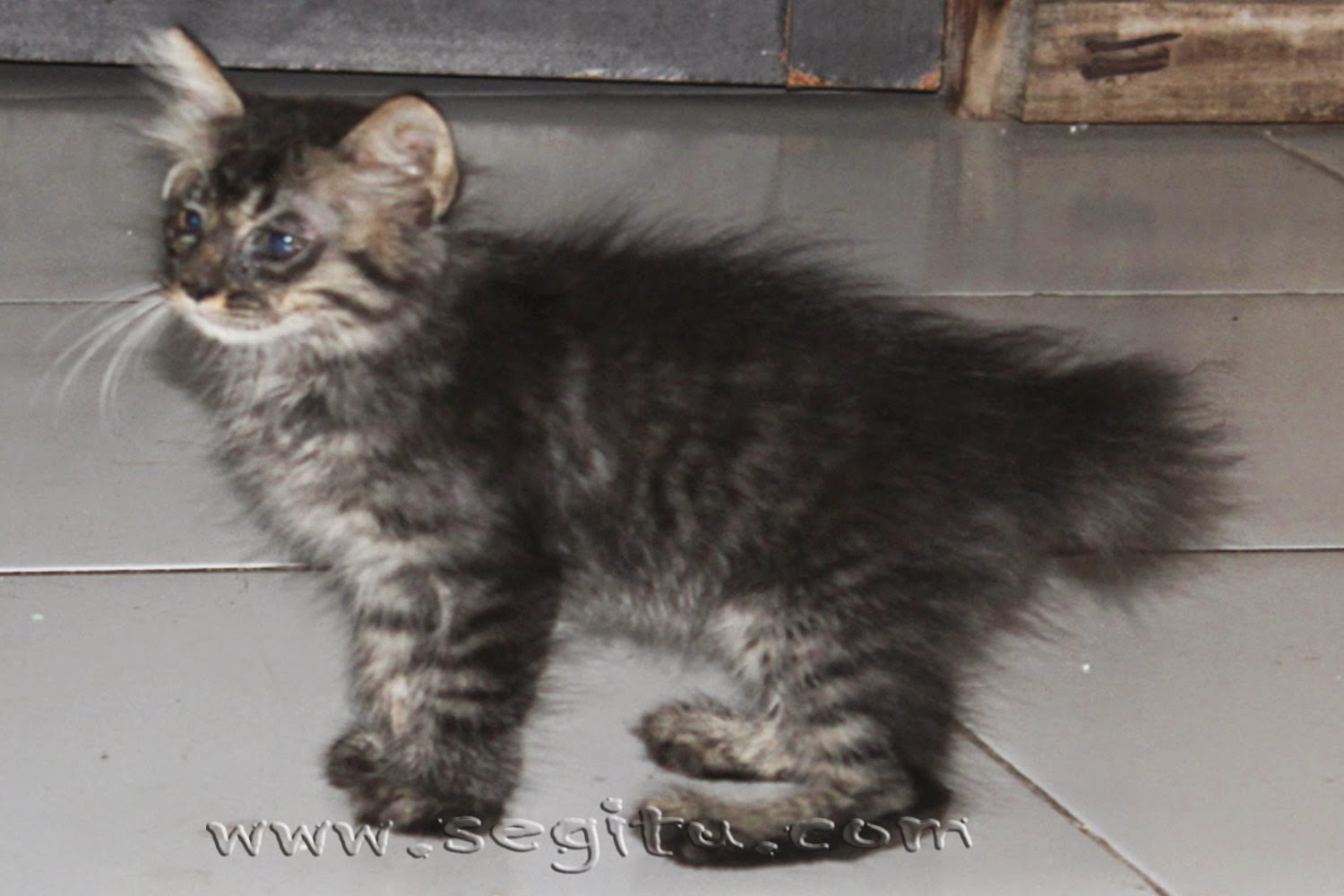 HARGA KUCING PERSIA MEDIUM ~ SEGITU PETSHOP