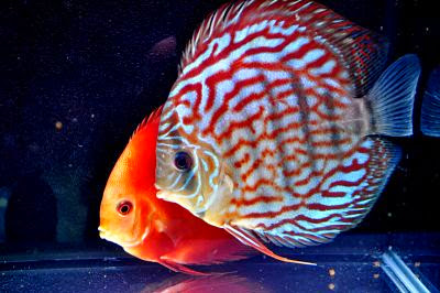 Ikan Discus dan Jenis Ikan Discus Termahal