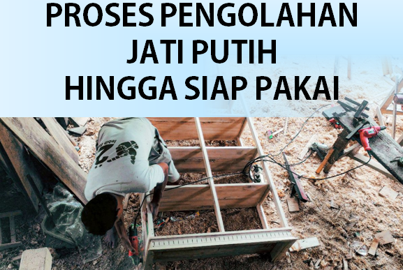 Proses Pengolahan Jati Putih Hingga Siap Pakai