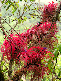 Bromeliads on Tree Branches