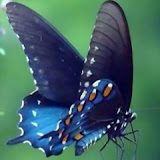 butterflies (66).jpg