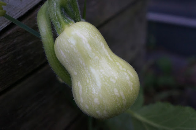 butternut squash