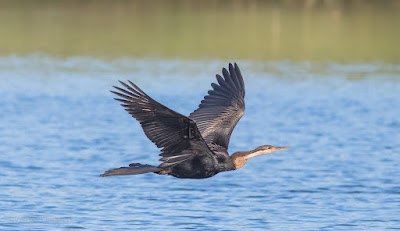 Darter in Flight - Woodbridge Island, Cape Town