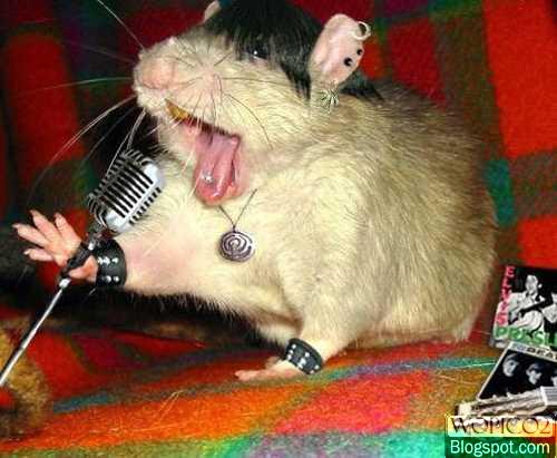 Punk Singer