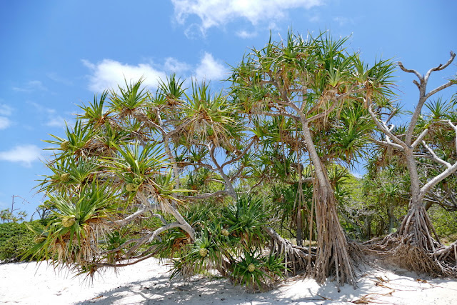 Heron Island Strand Pandanus Schraubenbaum Vegetation Traumstrand Pandanaceae