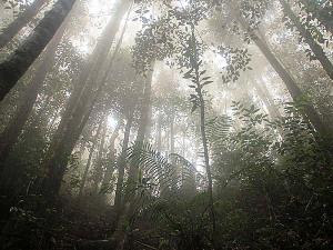 Penemuan Hutan Misterius.alamindah121.blogspot.com