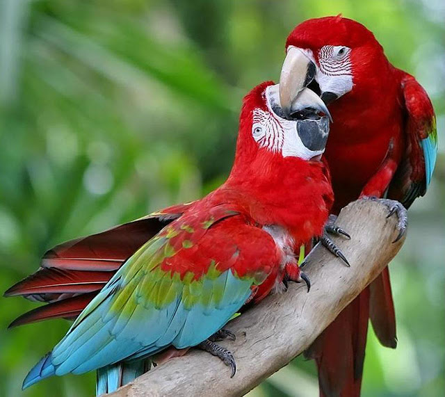 Parrots Birds