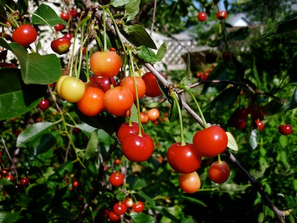 Our sour cherry tree is really