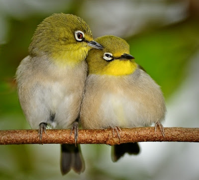 Love in Birds 