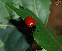 Escarabajo rojo del chopo (Chrysomela populi).