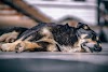 Meeting the Nutritional Needs of Senior Dogs