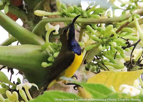 Olive-backed Sunbird in Tounelet village of Kecamatan Sonder, Minahasa