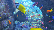 Dubai (dubai atlantis aquarium colorful fish corals )