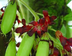 The first cough medicine is the flower of Averrhoa bilimbi.