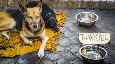 Two dogs with bowls and thank you note on street