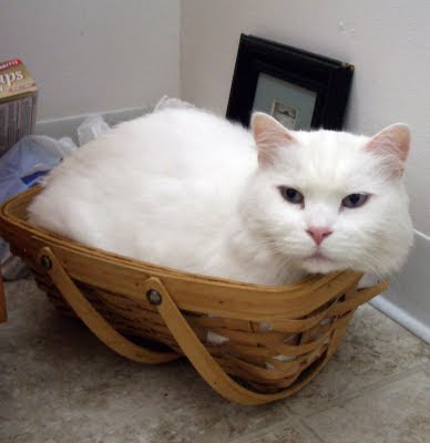 kitten in a basket by pixn8tr from flickr (CC-NC-SA)