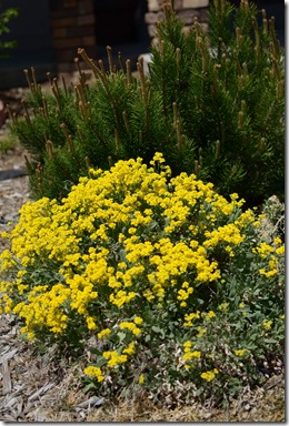Flowers3