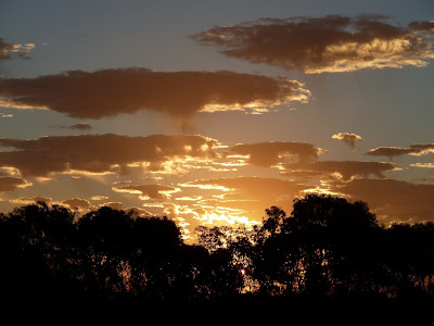 african sunset, tree silhouette, south africa