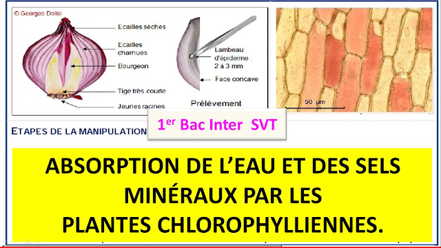 télécharger , pdf  , google  , youtube  , maroc  , الباكالوريا الدولية  , svt  , cours  , devoir , exercices  , manuel