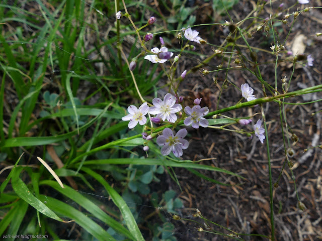 34: little lavender flowers