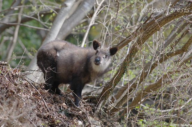 japanese serow