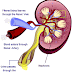 HOW KIDNEYS WORKS AND HABITS THAT CAN SPOIL YOUR KIDNEYS.