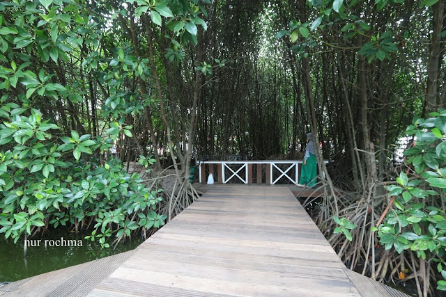 hutan mangrove