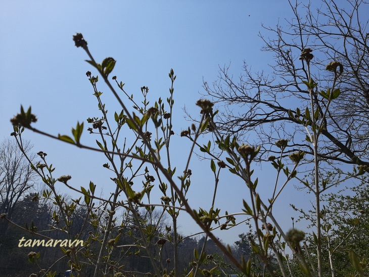 Калина буреинская (Viburnum burejaeticum)