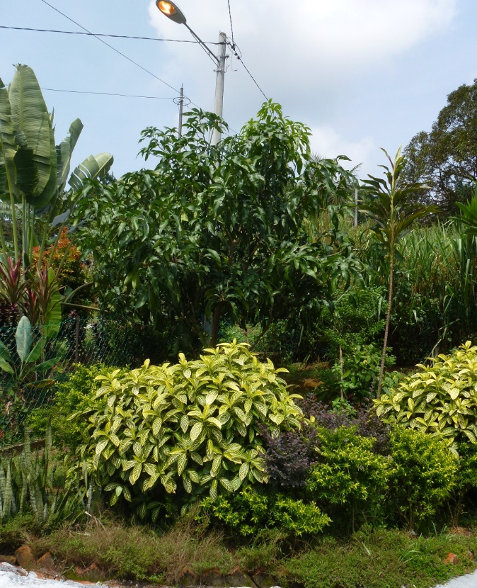 Greenfingers Petua Agar Pokok Mangga  Berbuah