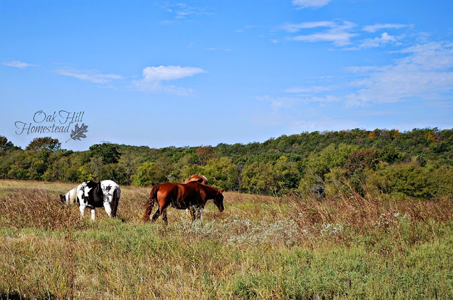 Can you travel away from your homestead? Yes... but....