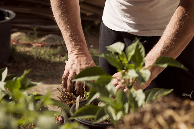 jardineria