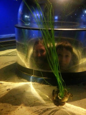 Inside the Seahorse Exhibit