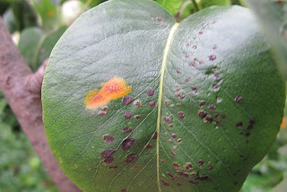 ondertussen in mijn moestuin - deel 2 