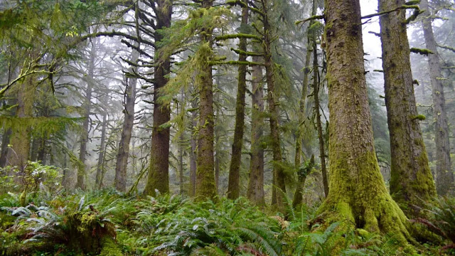 Spruce That Outlived Dinosaurs, Endangered