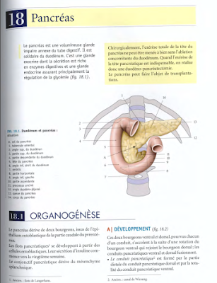 Télécharger Livre Gratuit ANATOMIE - Abdomen - Pancréas pdf