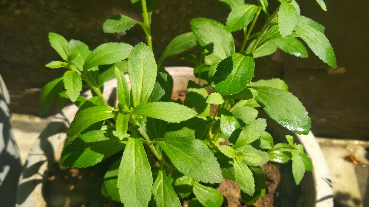 DR SWEET STEVIA