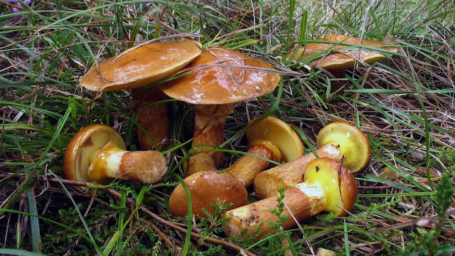 Suillus grevillei