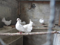 Types Of Doves Birds