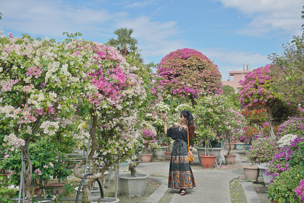 彰化田尾輝豐園藝九重葛之家，多種花色和造型的九重葛免費拍