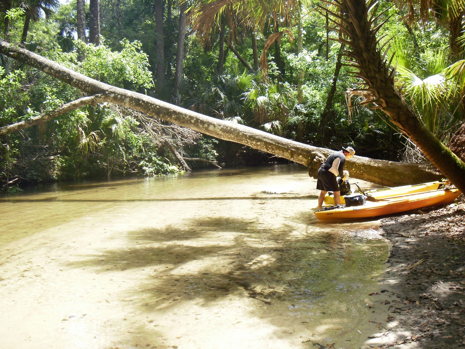 Kayaking Wekiva River &amp; Rock Springs Run with Gators 