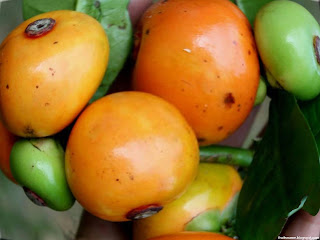 Button mangosteen fruit images wallpaper