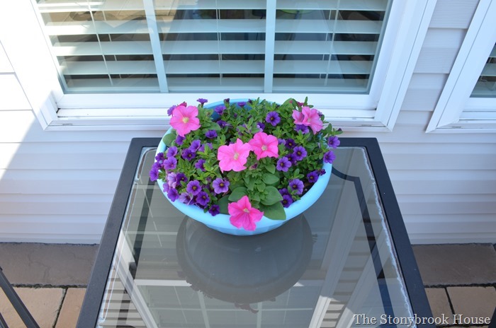 Calibrachoa on the patio