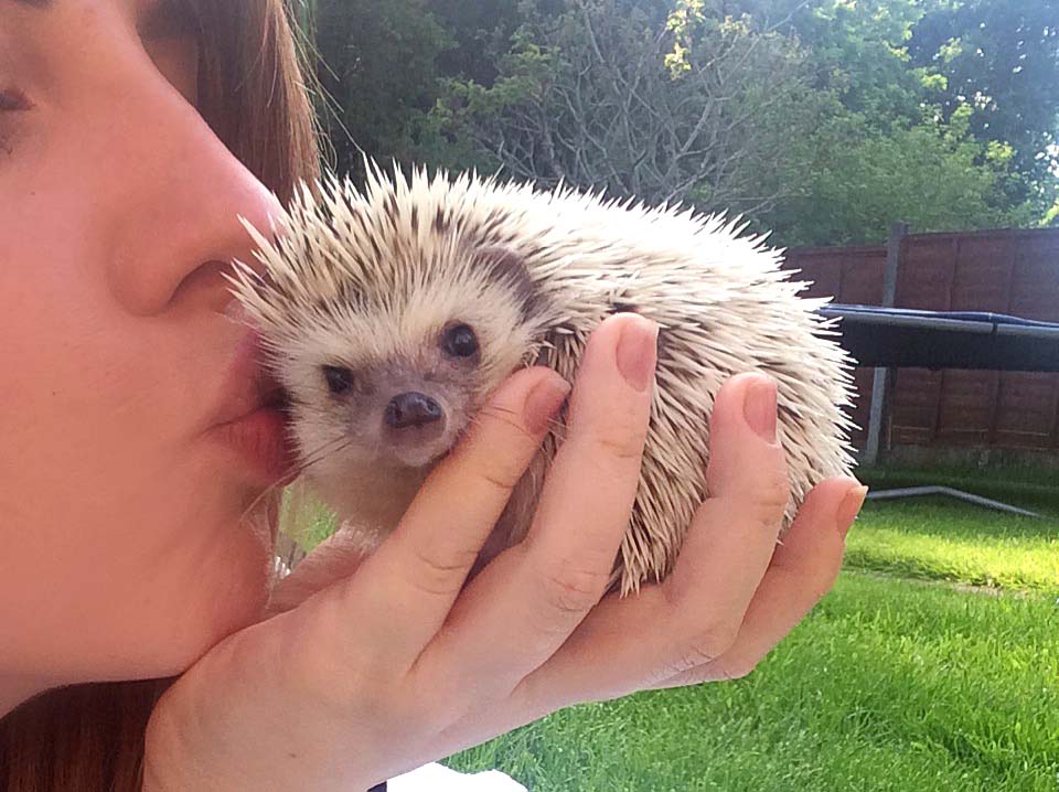 Pet Pygmy Hedgehog