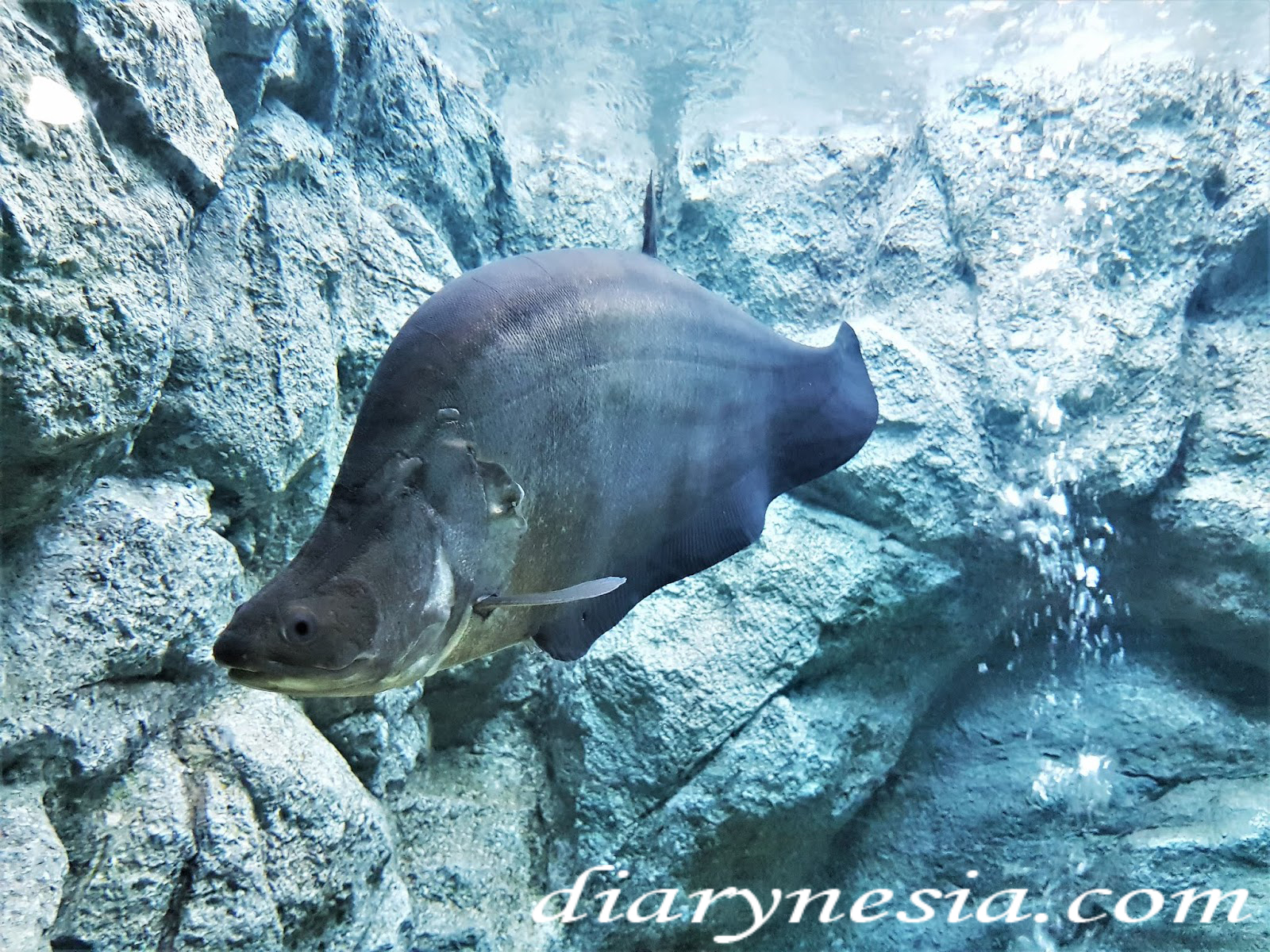 clown featherback fish, chitala lopis, knife fish, diarynesia